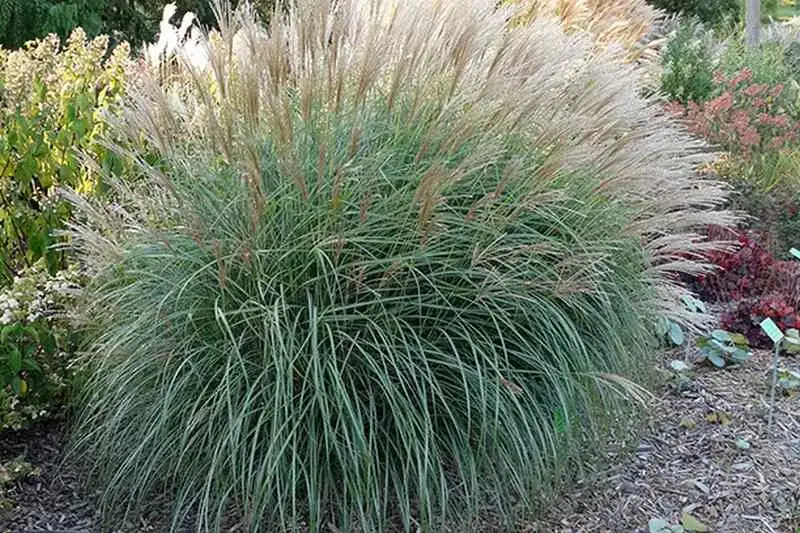 Trawa do ogrodu: Jak wybrać idealną i uniknąć błędów?