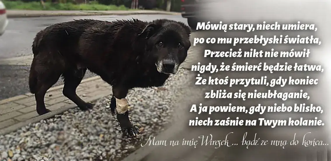 Tęczowy most: Wzruszające cytaty o psach, które odeszły