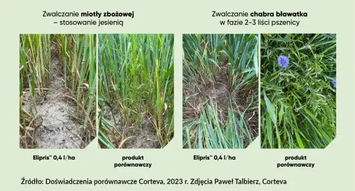 Chwast zbożowy: jak skutecznie zwalczyć miotłę w uprawach zbożowych
