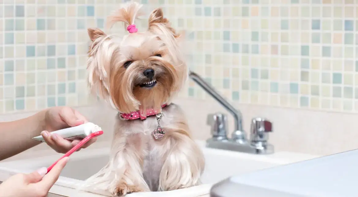 Skuteczne sposoby na zdrowe zęby psa – co na zęby dla psa wybrać