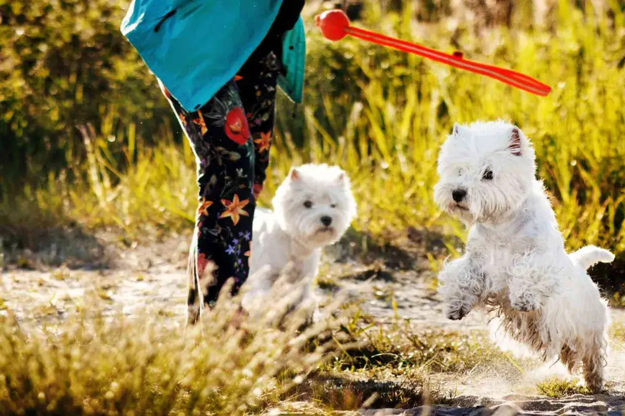 Dwa białe west terrier bawią się na plaży. Jeden skacze, drugi patrzy na zabawkę.