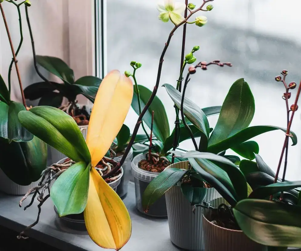 Jak zrobić storczyk w doniczce - proste kroki, które uratują roślinę