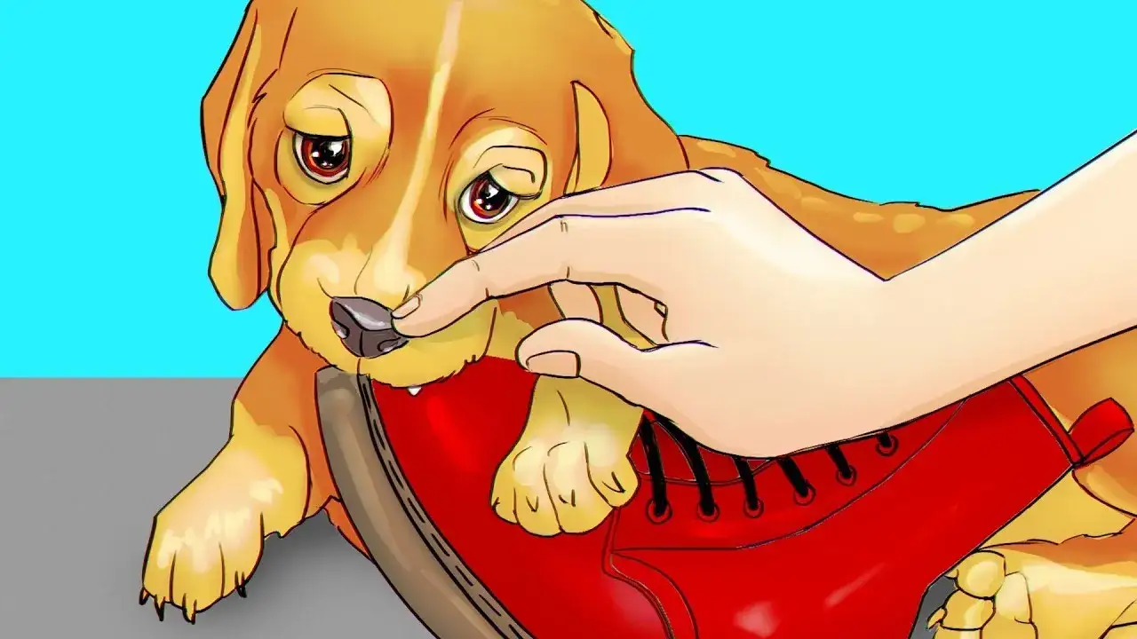 Jak wytresować maltańczyka? Poznaj sekrety pozytywnego treningu