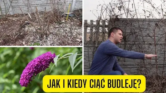 Jak przycinać budleję? Sekrety obfitego kwitnienia i zdrowia