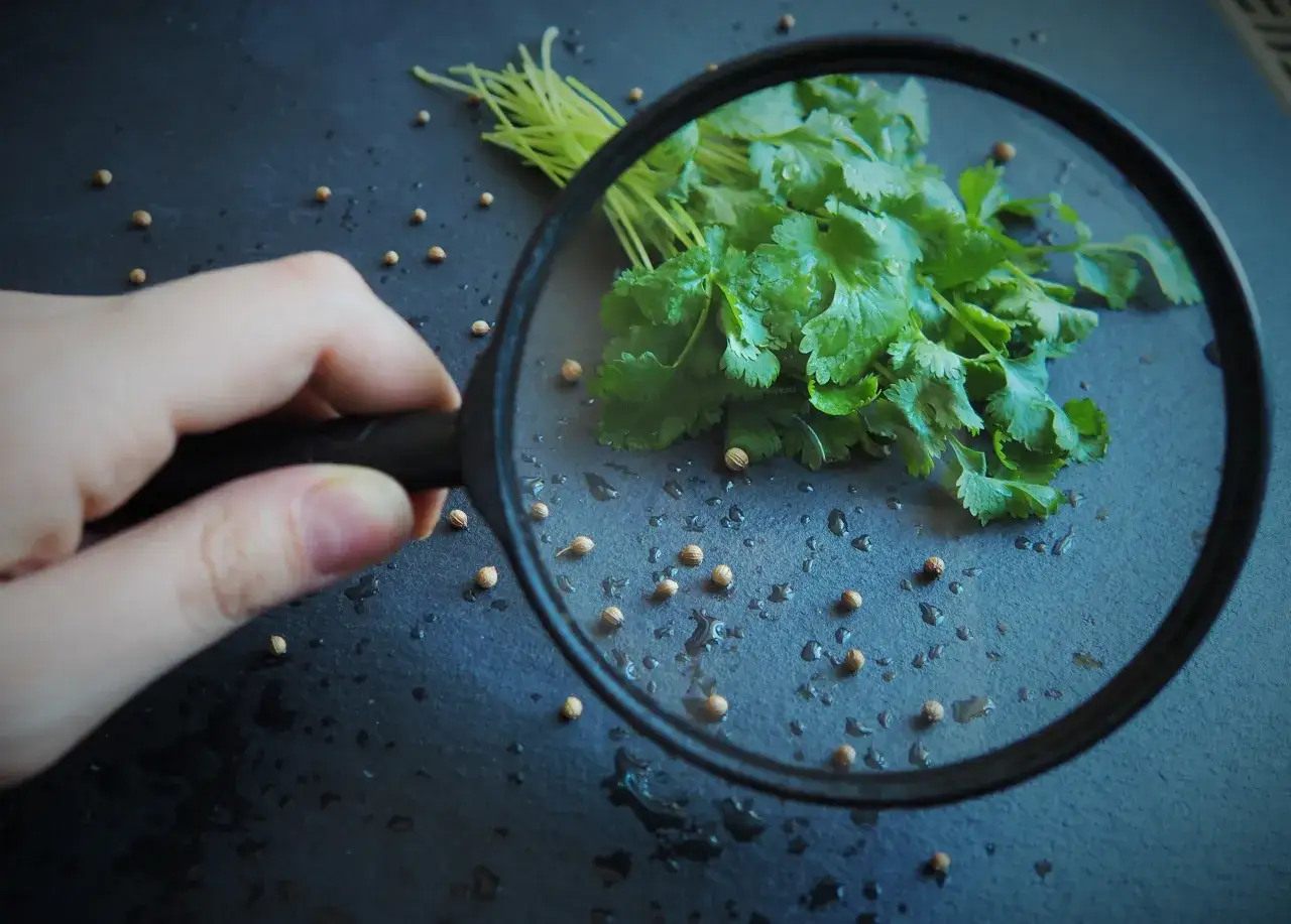 Kolendra: Na co pomaga? Odkryj jej moc w kuchni i dla zdrowia