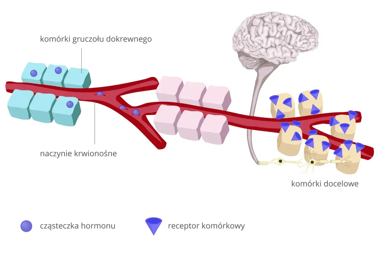 Ilustracja pokazuje, jak hormony z gruczołów dokrewnych krążą we krwi, docierając do komórek docelowych. To kluczowy mechanizm, który pomaga zrozumieć, jak uspokoić układ nerwowy.