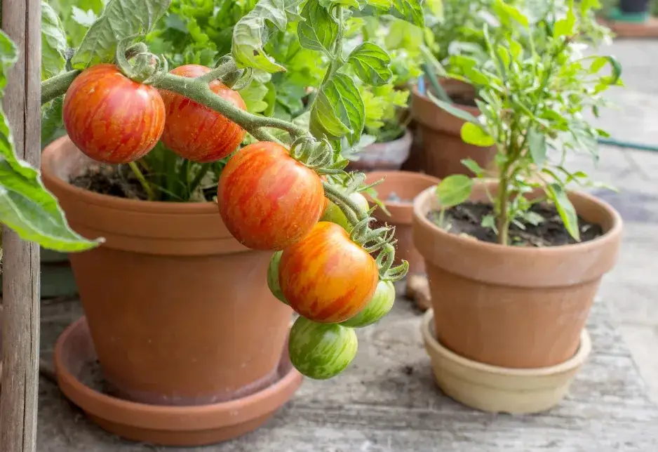 Jak uprawiać pomidory w donicach - uniknij najczęstszych błędów