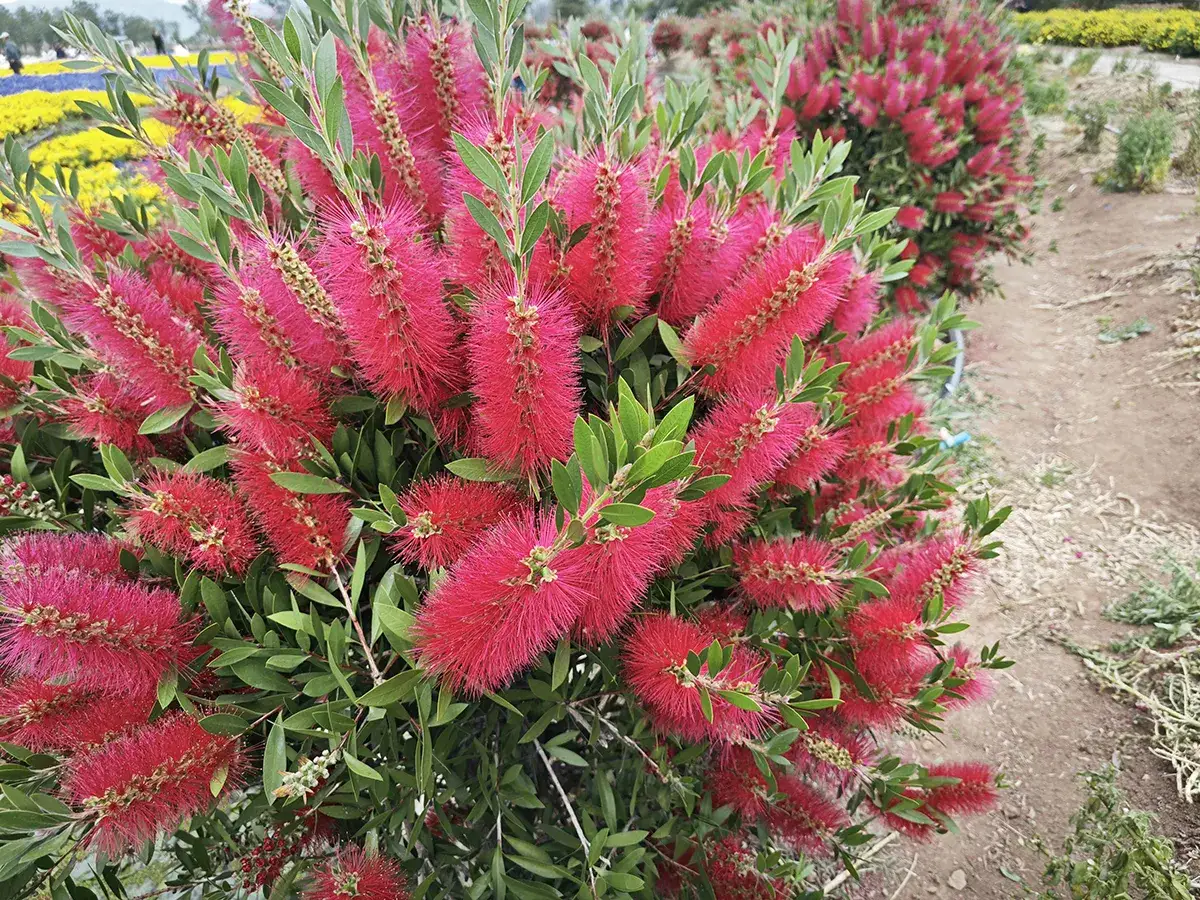 Przycinanie kuflika: Kiedy i jak ciąć dla zdrowia i kwiatów?