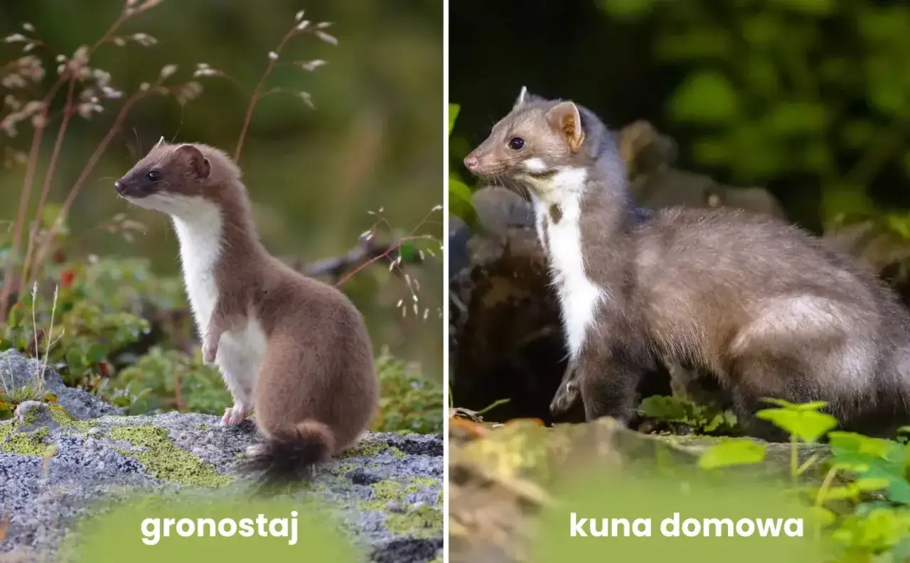 Dwa drapieżniki: gronostaj i kuna domowa. Czy kuna je ryby? To pytanie pozostaje otwarte, gdy patrzymy na te zwierzęta.