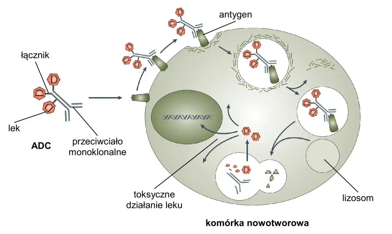 Co to jest komórka w biologii? Zrozumienie podstaw życia i funkcji