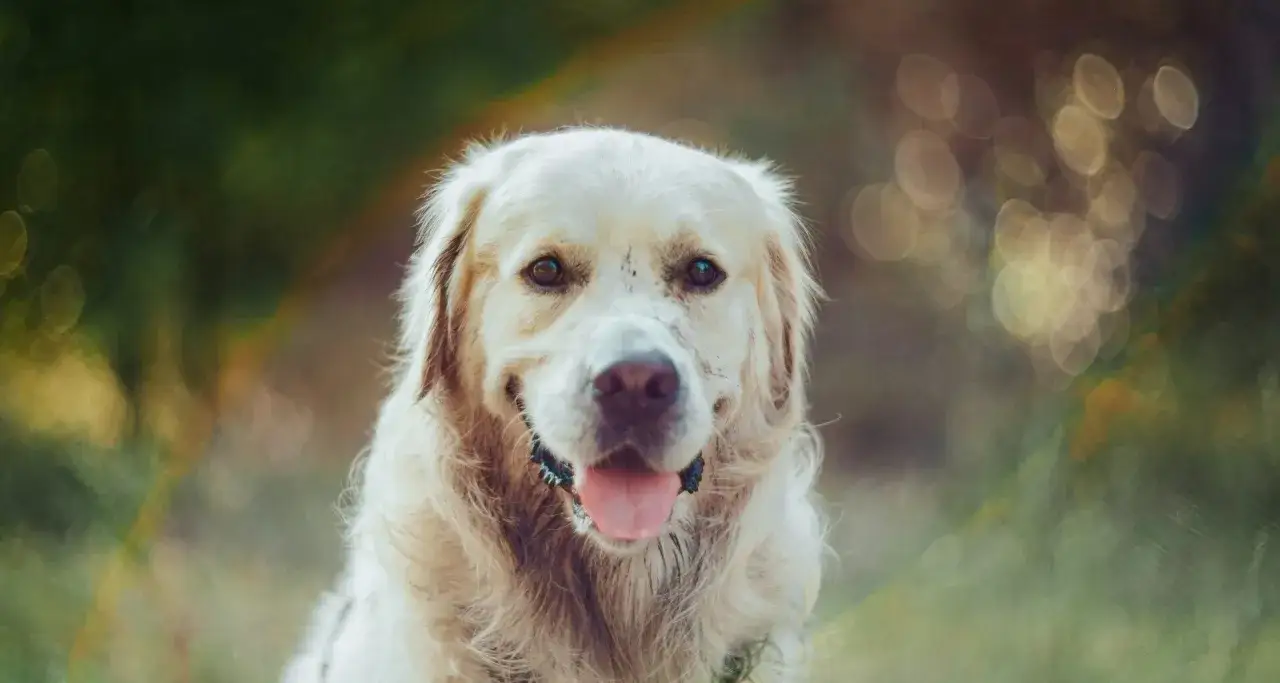 Jaki probiotyk dla psa wybrać, aby poprawić zdrowie pupila?