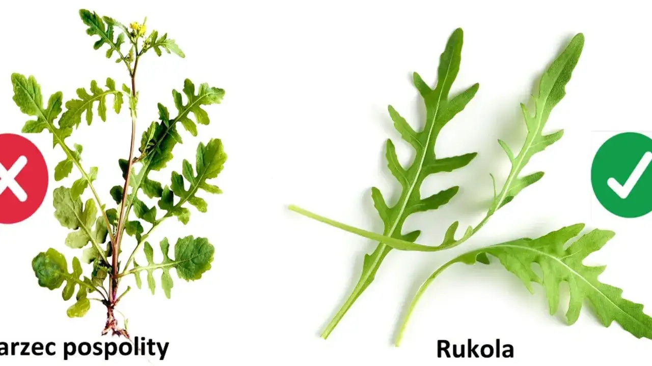 Trujący chwast jak koper? Sprawdź, jak rozpoznać i usunąć!