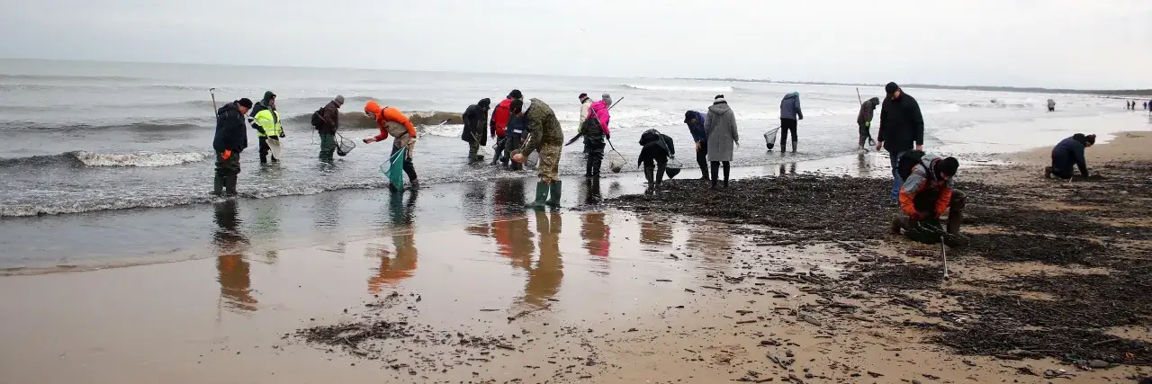 Ludzie w kaloszach przeszukują brzeg Bałtyku z siatkami, szukając bursztynu.