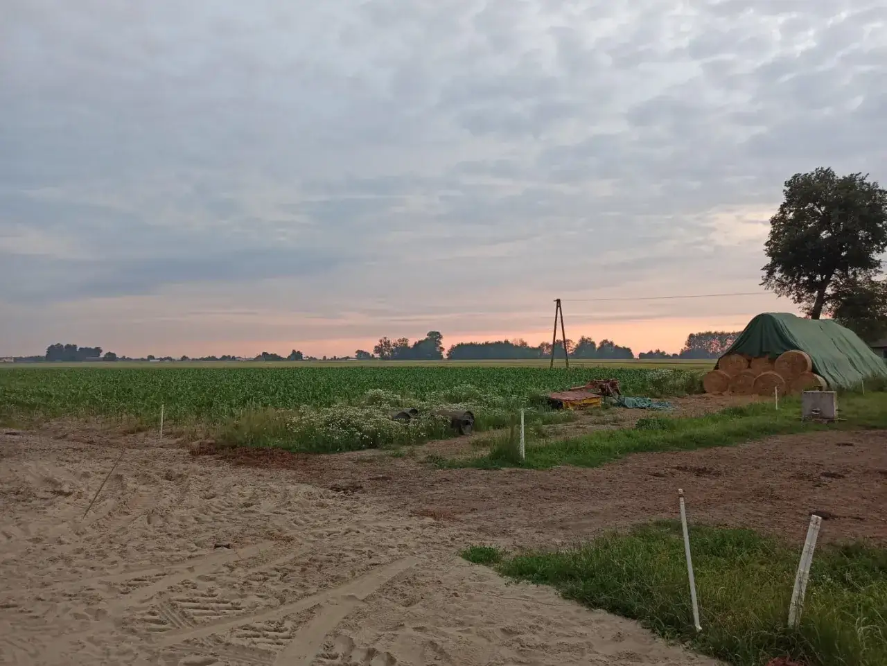Zachód słońca nad polem kukurydzy. Rolnik myśli o przyszłości i wieku emerytalnym rolników, patrząc na swoje plony.