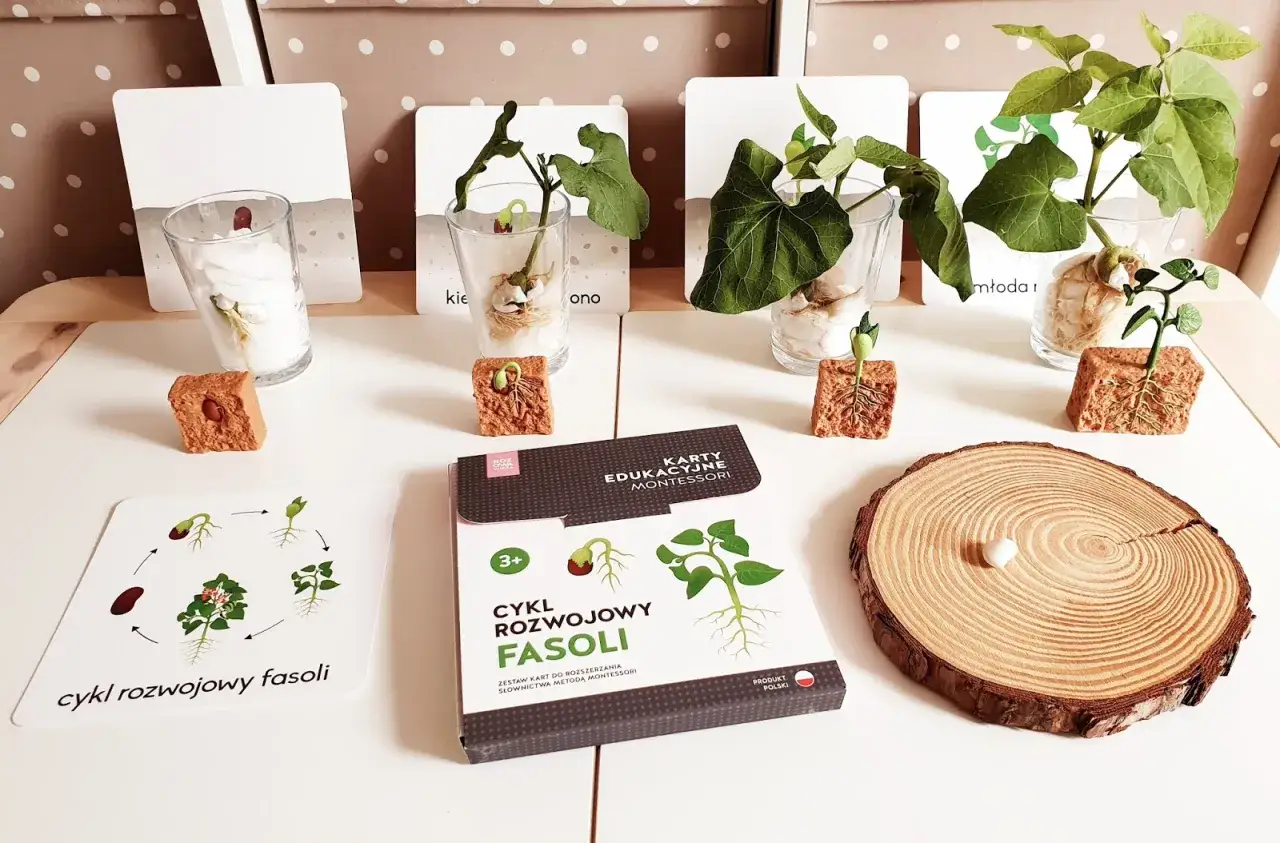 Eksperyment z fasolą: Jak zrobić i odkryć życie roślin krok po kroku