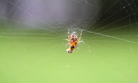 Znaczenie snów pająki: odkryj ich ukryte symbole i emocje
