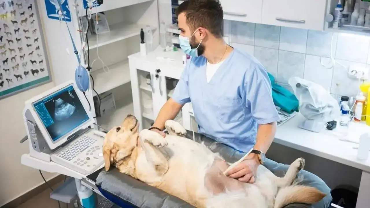 Objawy porodu u suki – co musisz wiedzieć, aby pomóc swojej psince