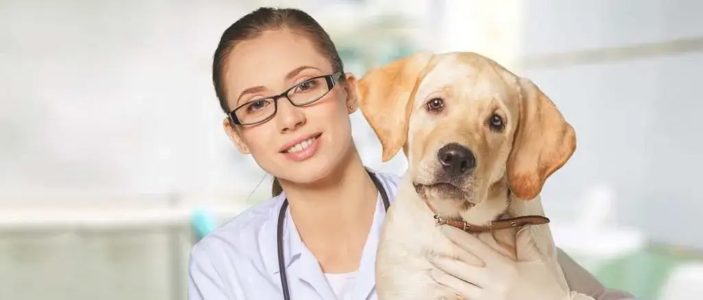 Czym zajmuje się weterynarz? Kluczowe obowiązki i tajniki pracy