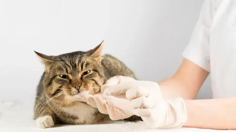 Jak często odrobaczać kota niewychodzącego, aby uniknąć pasożytów?