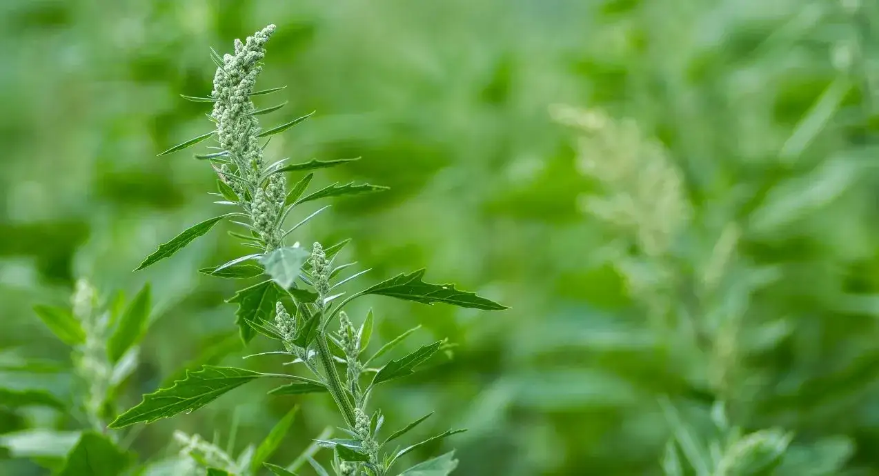 Jak skutecznie zwalczać chwast komosa biała i chronić plony