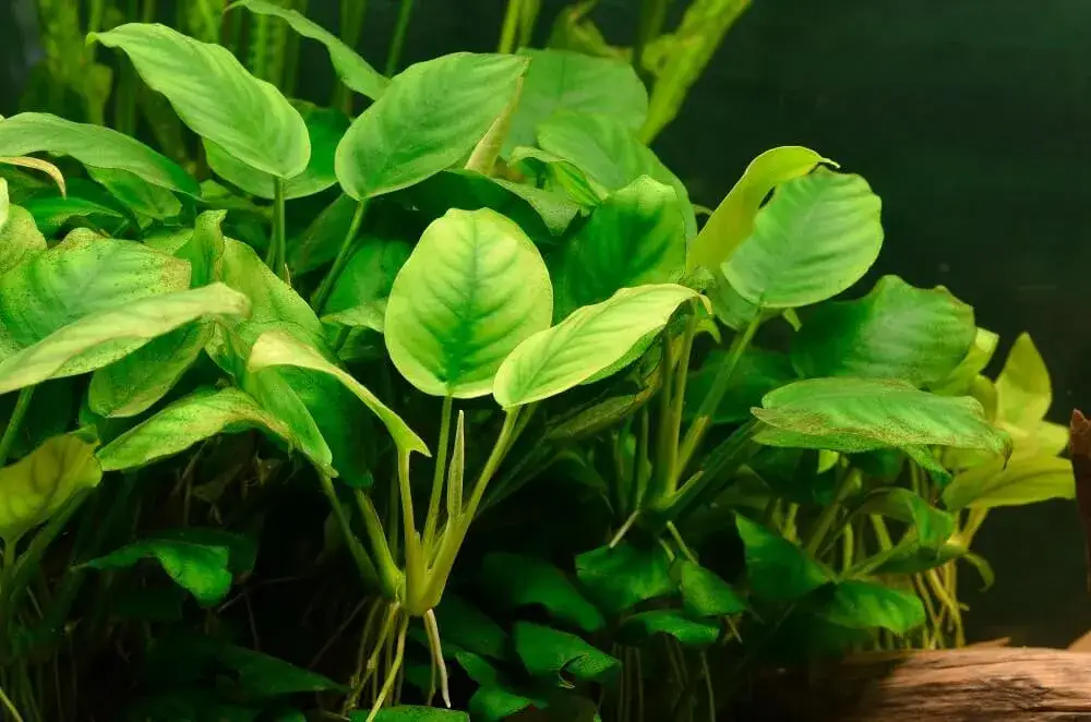Jakie rośliny na korzeń do akwarium – piękne i łatwe w pielęgnacji