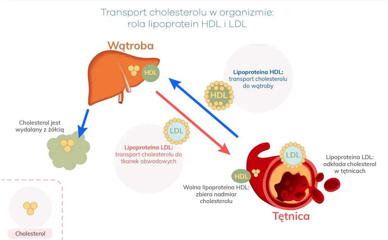HDL jaki to cholesterol - poznaj jego znaczenie dla zdrowia serca