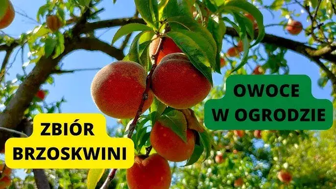 Kiedy jest sezon na brzoskwinie w Polsce? Sprawdź, aby nie przegapić!