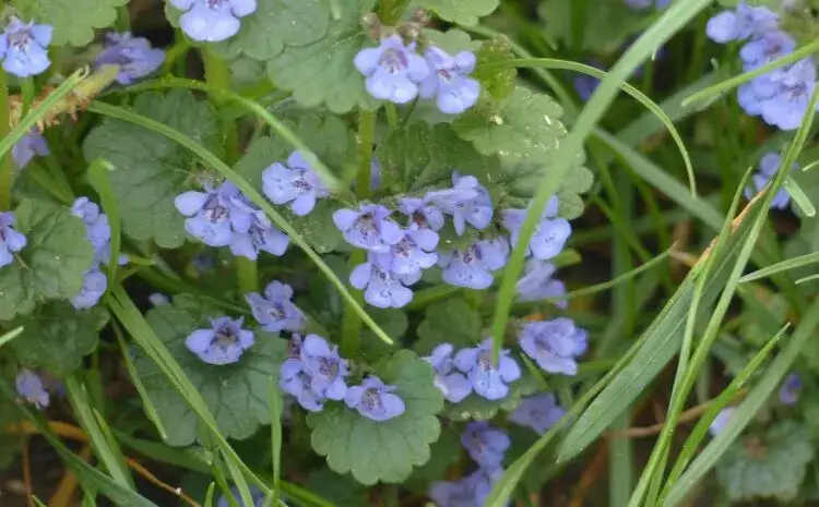 Bluszczyk kurdybanek: chwast czy cud? Poznaj jego podwójną naturę