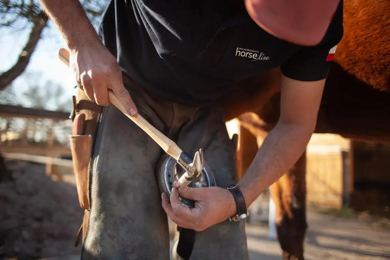 Podkuwacz: Klucz do zdrowych kopyt konia. Jak wybrać?