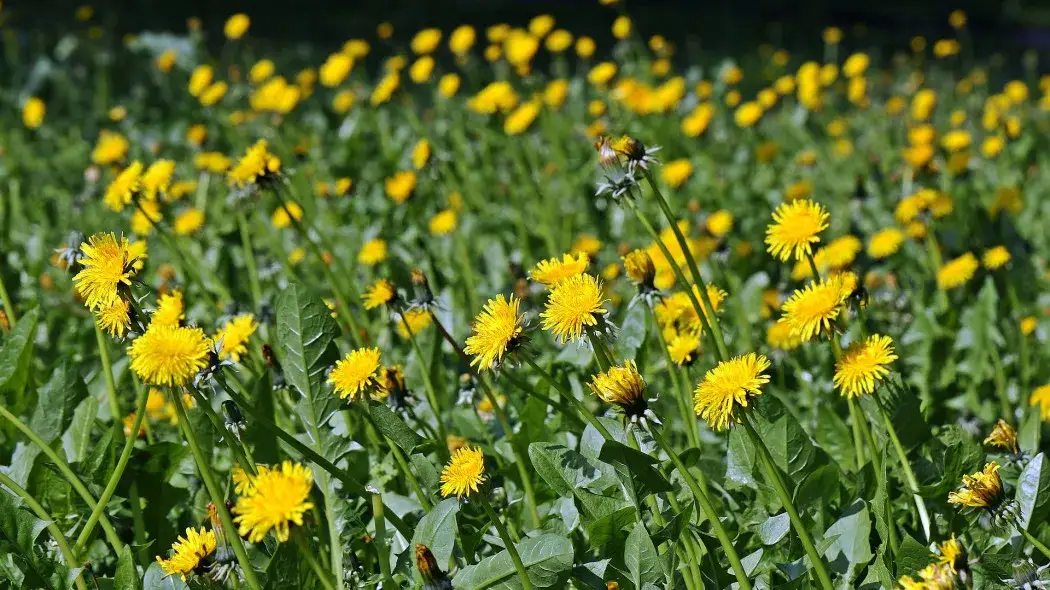 Żółte chwasty w ogrodzie: Jak rozpoznać i skutecznie zwalczyć?