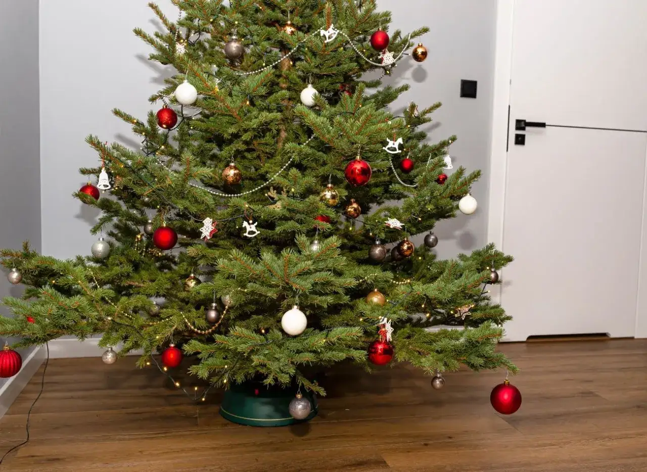 Twoja choinka w doniczce usycha? 7 przyczyn i jak ją uratować!