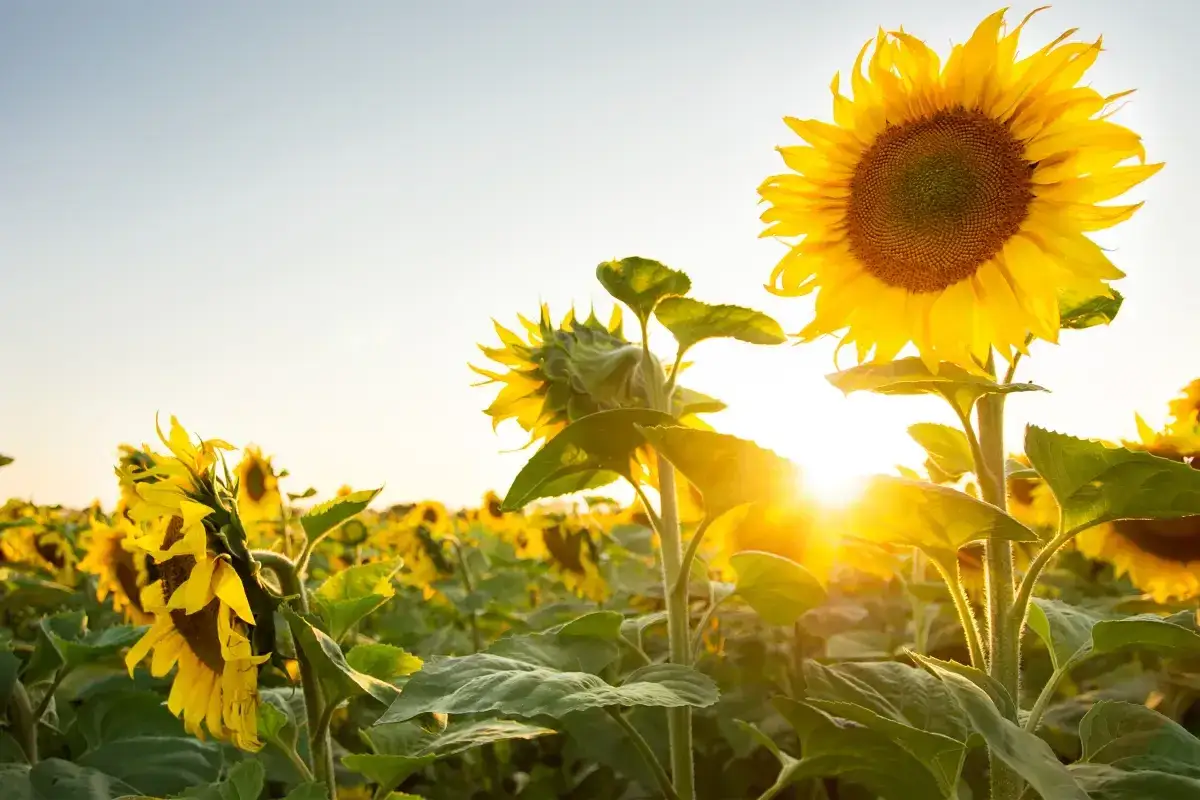 Kiedy sadzić słonecznik jadalny, aby uniknąć przymrozków i zapewnić wzrost