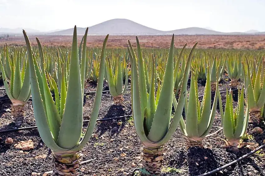 Teneryfa: Co przywieźć? Smaki, aloes i unikalne pamiątki