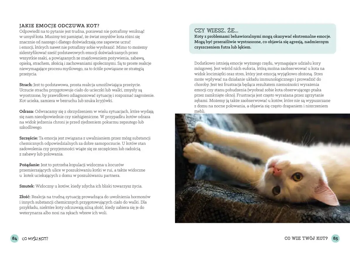 Czy Twój kot Cię kocha? Odkryj subtelne sygnały kociej miłości