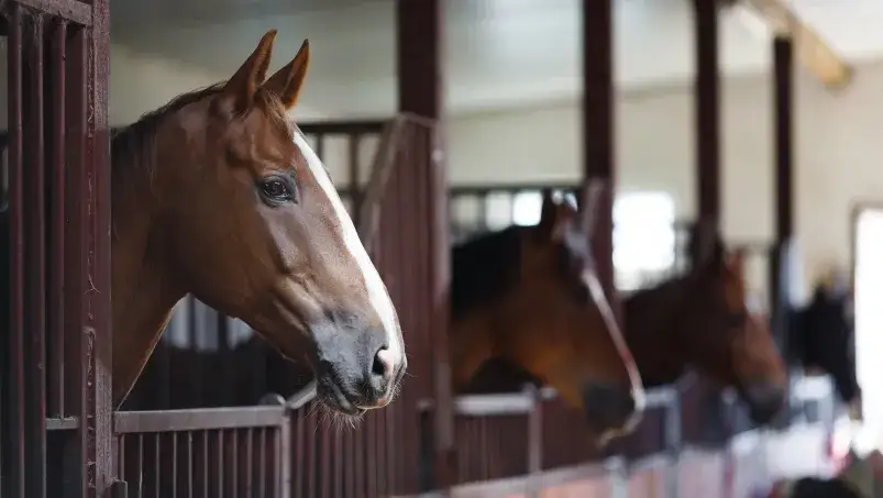 Co robi koń? Odkryj zaskakujące zachowania i reakcje koni