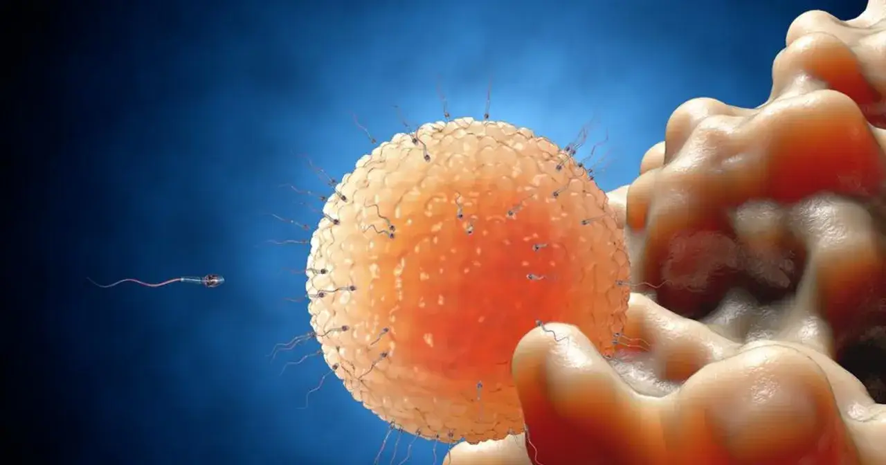 Spermatozoa otaczają komórkę jajową, ilustrując proces zapłodnienia. Czy podczas antykoncepcji jest owulacja? To pytanie kluczowe dla skuteczności metod.