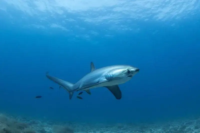 Czy w Morzu Czarnym są rekiny? Rzadkie gatunki i bezpieczeństwo w wodzie