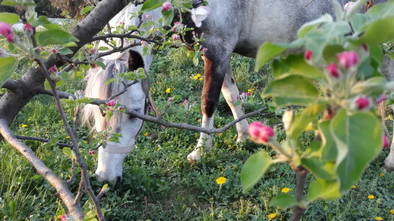 Najlepsze stadniny koni w Krakowie – idealne miejsca na jazdę konną