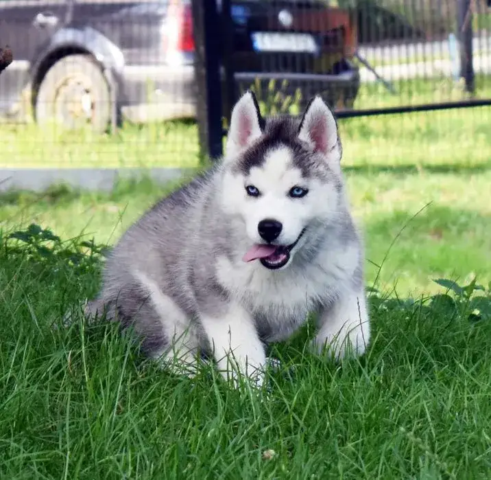 Ile kosztuje husky z hodowli? Poznaj ceny i kluczowe czynniki