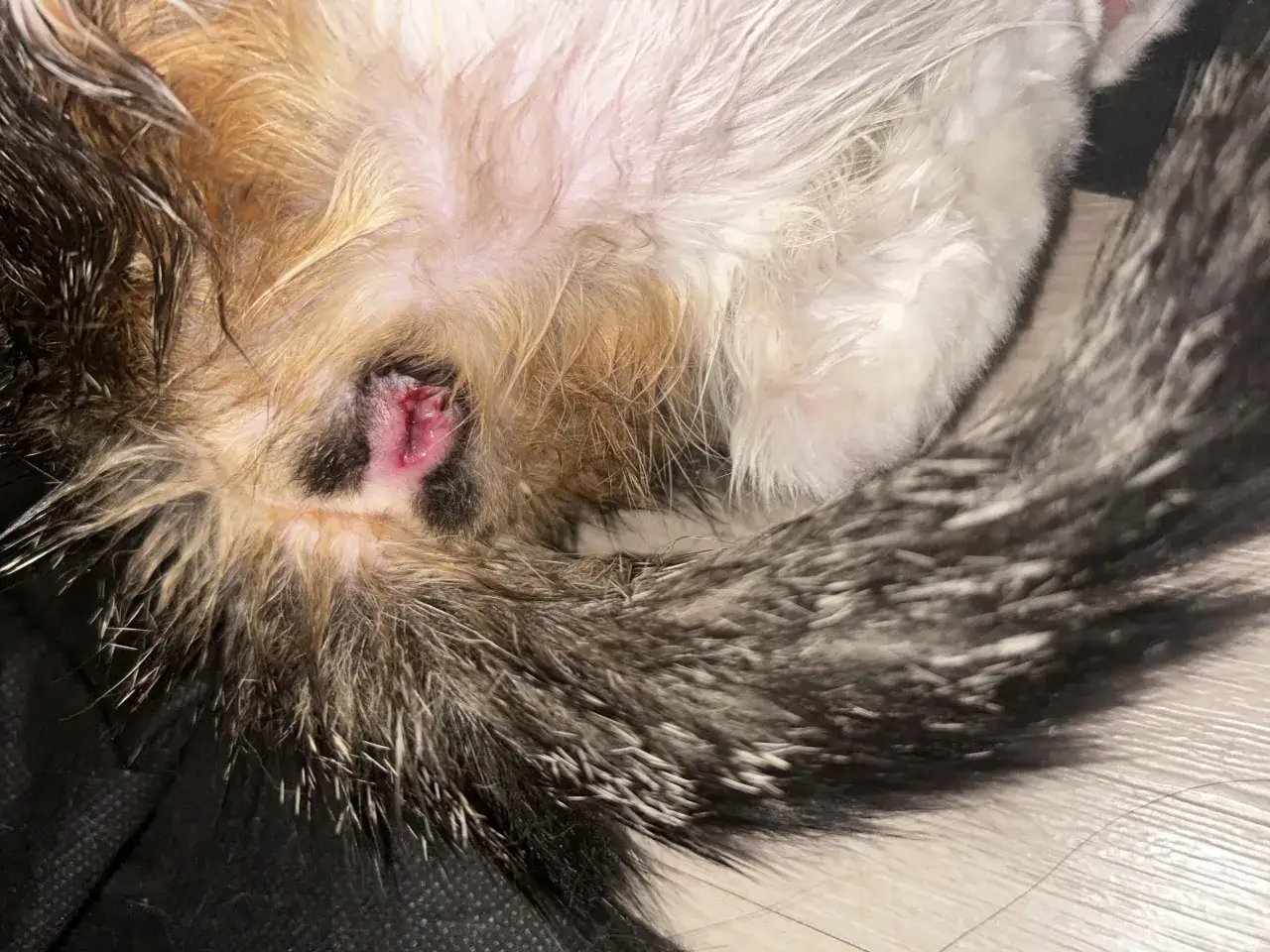 Ruja u kotki czy krwawi? Co oznacza krwawienie w rui?