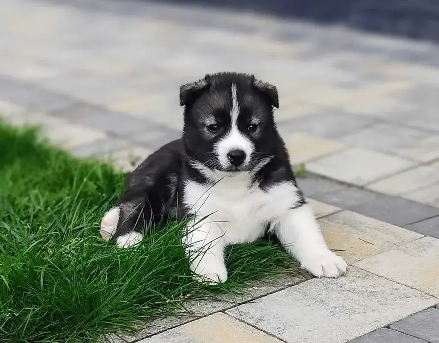 Ile kosztuje szczeniak husky? Poznaj ceny i ukryte wydatki