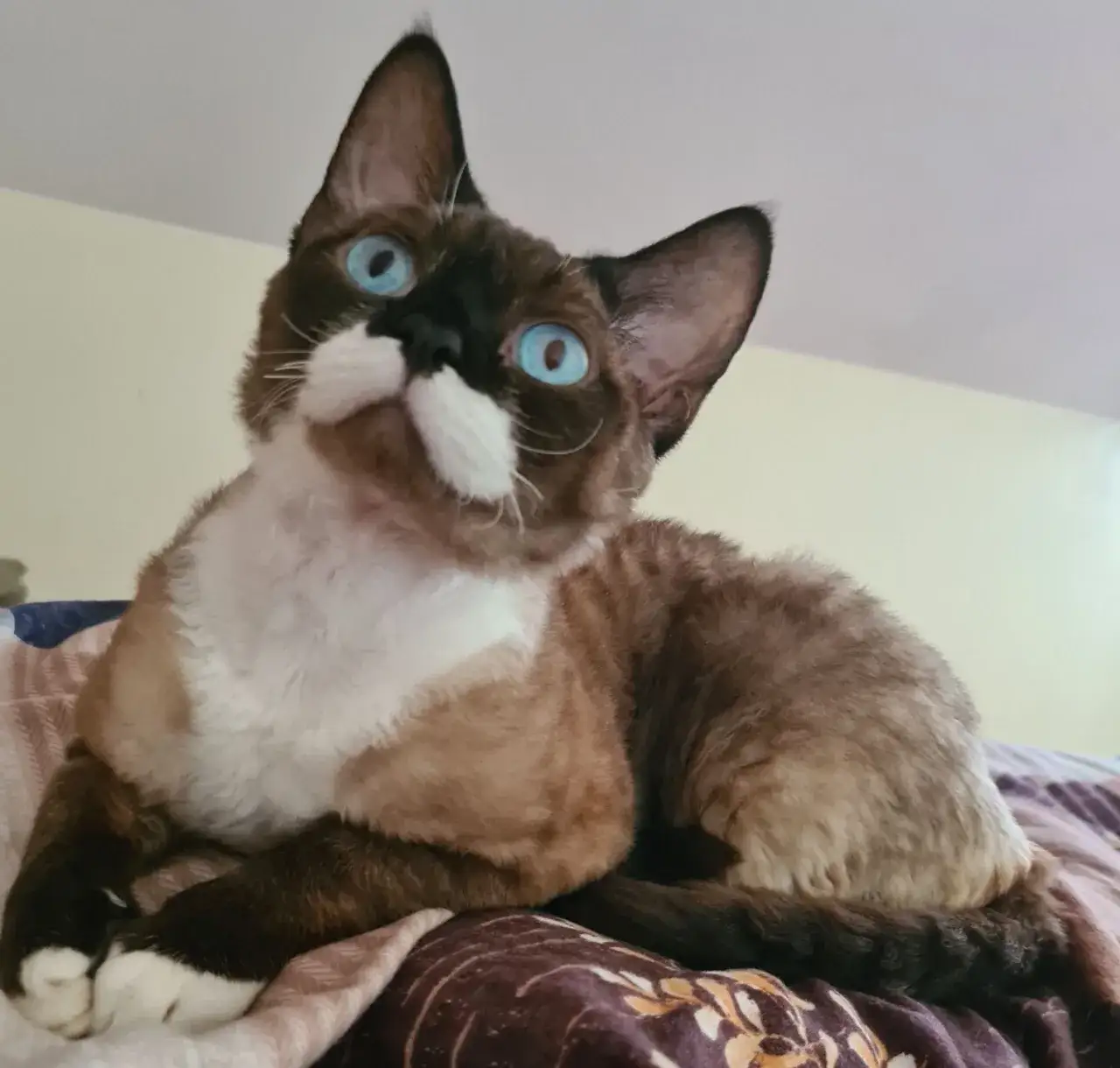 Reproduktor Devon Rex – Jak znaleźć idealnego hodowcę i kocięta?