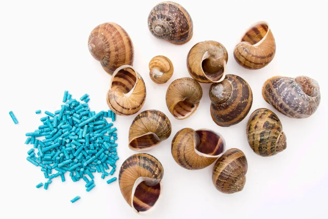 Bros na ślimaki: Czy metaldehyd szkodzi ludziom? Wszystko, co musisz wiedzieć.