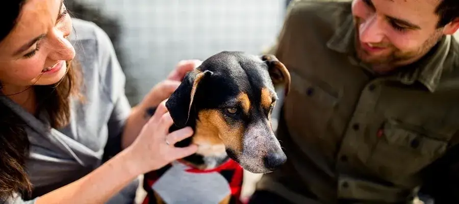 Co ile odrobaczać psa, aby uniknąć zagrożeń zdrowotnych?