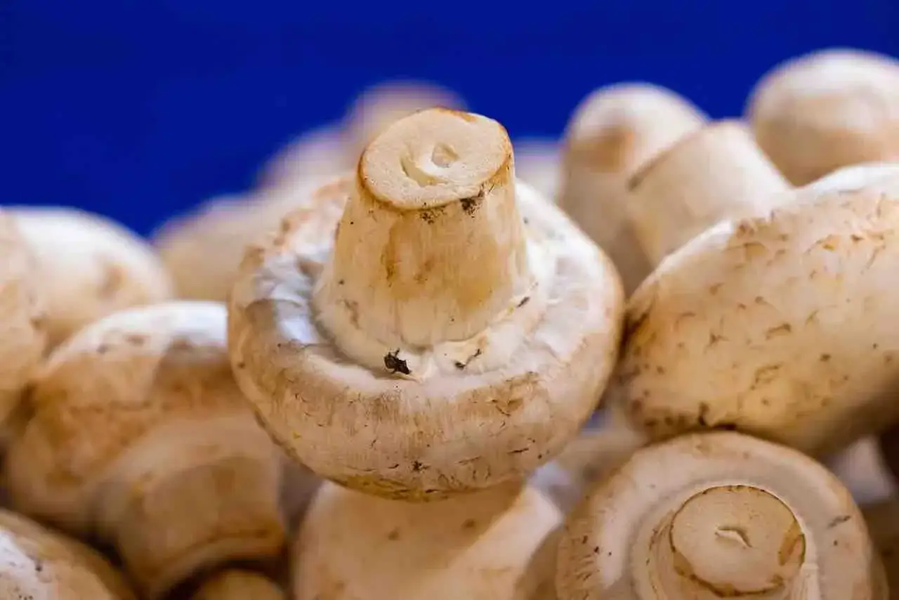 Czy hodowla pieczarek jest opłacalna? Poznaj ukryte koszty i zyski