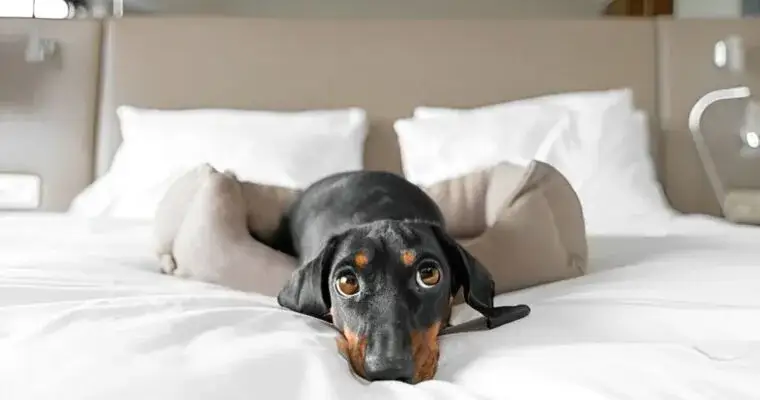 Jak wygląda hotel dla psów? Poznaj komfort i usługi dla pupila