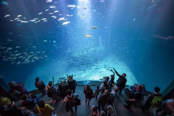 Ozeaneum Stralsund: Czy warto? Opinie, ceny, atrakcje dla rodzin