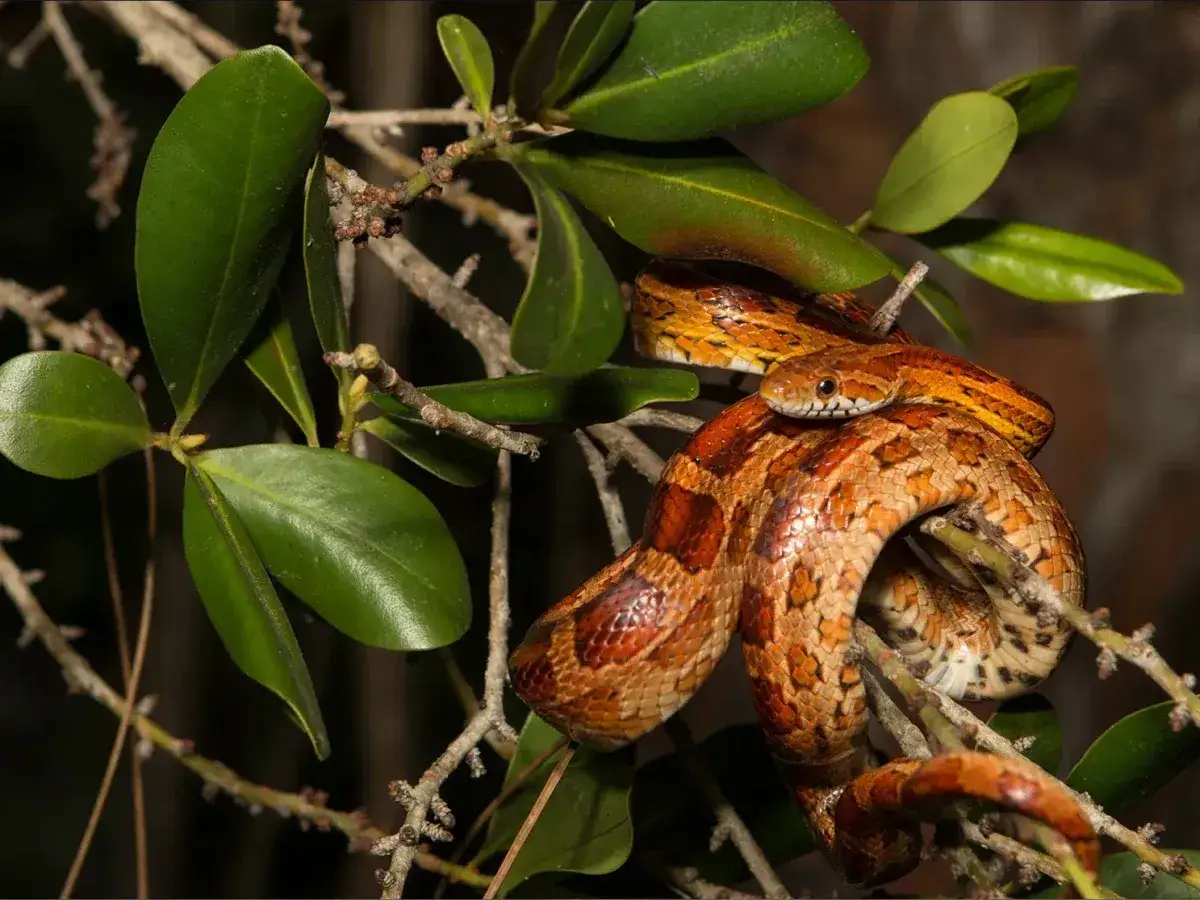Czym karmić węża zbożowego? Kompletny poradnik żywienia gada!