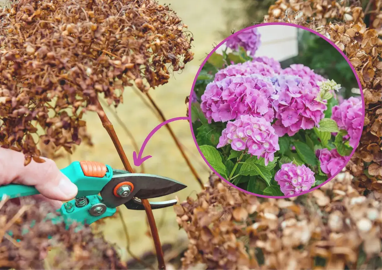 Jak przycinać hortensje? Poradnik krok po kroku dla każdego gatunku