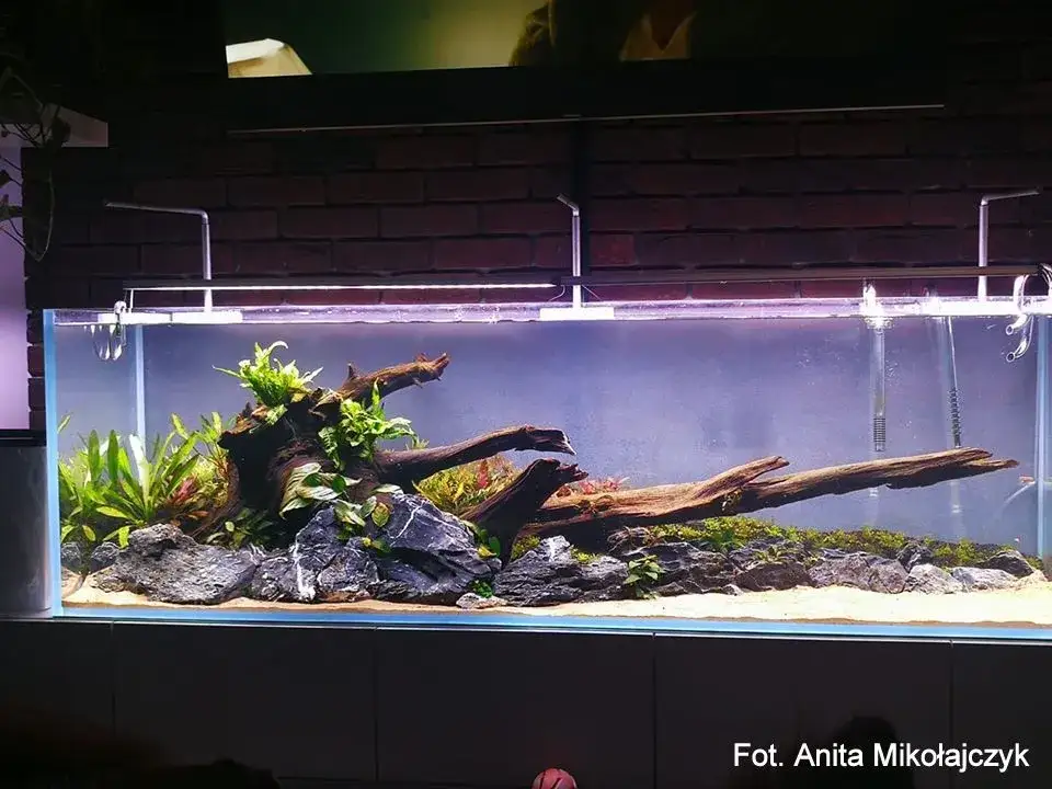 Korzenie do akwarium: Gdzie szukać i jak bezpiecznie przygotować?